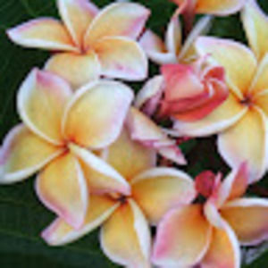 Meet your Posher, Vicki